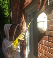 Don’t get stung by wasps