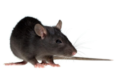 Squirrel, Rat & Mice Proofing Guide