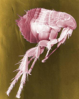 Flea Facts