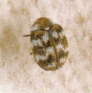 Carpet Beetles