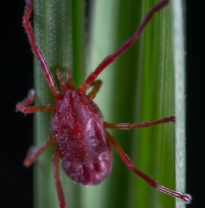 Harvest Mites