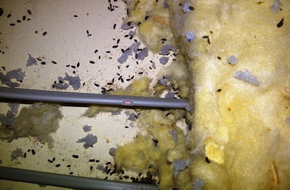 Droppings and gnawed wire in a loft