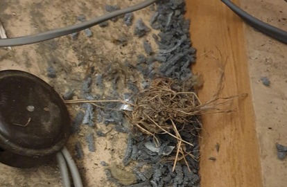 A Mouse nest with hay and chewed pipe insulation