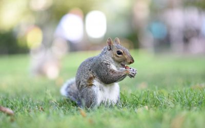 How To Get Rid Of Squirrels In An Attic?