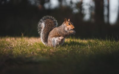 How Much Does Squirrel Removal Cost In The UK?
