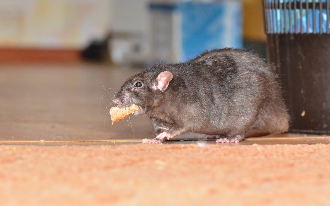 How To Get Rid Of Rats In The Home