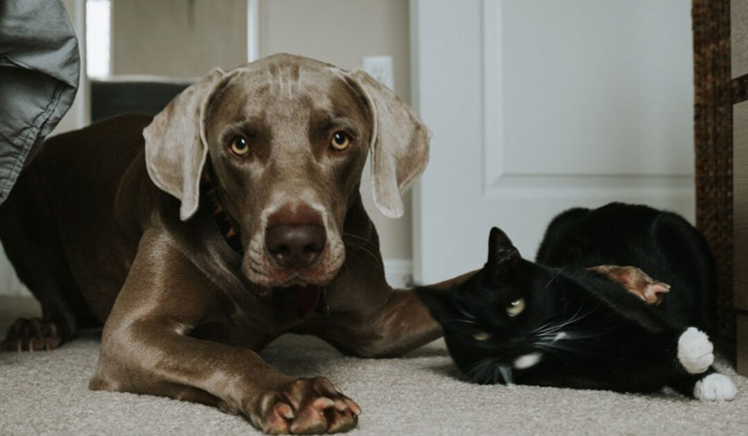 PestWatch July – September