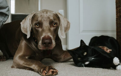 PestWatch July – September