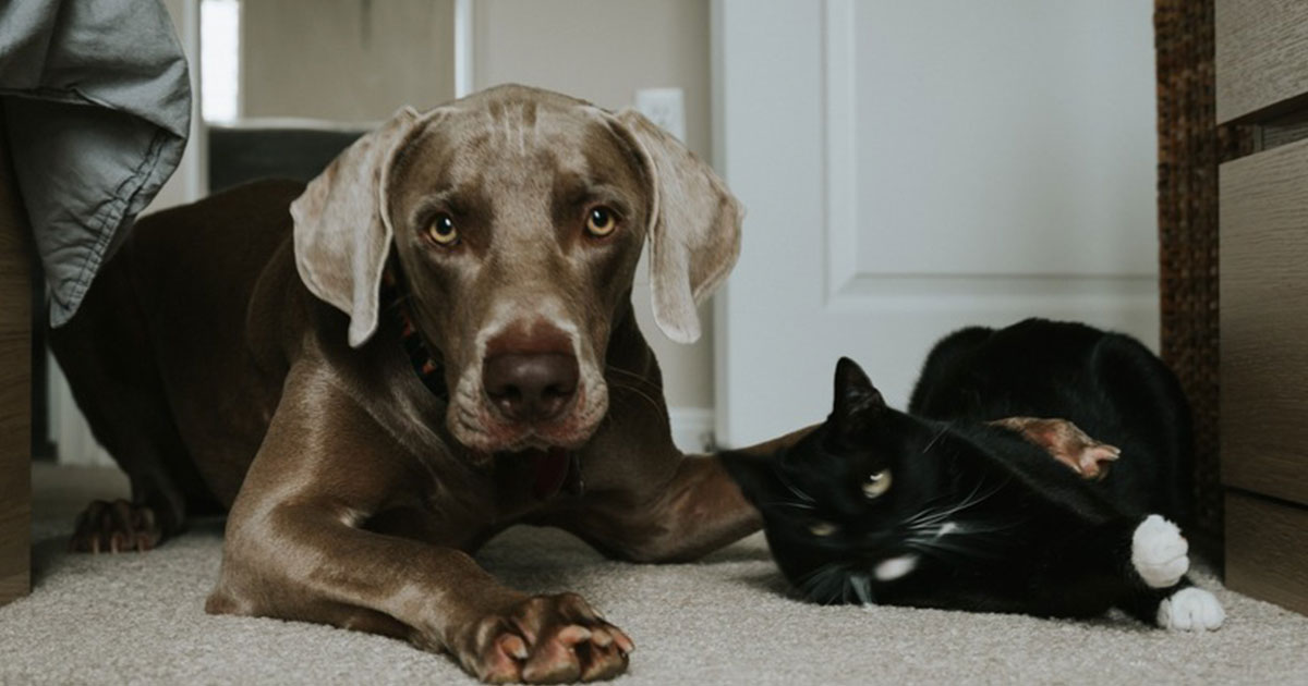 PestWatch-July—September PestWatch-July---September