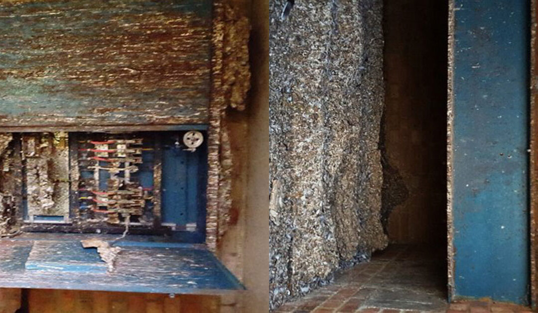 Pigeon Dropping Clean-up