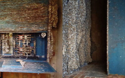 Pigeon Dropping Clean-up