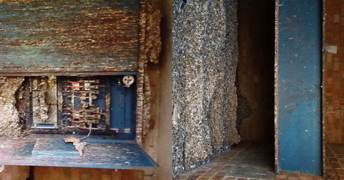 Pigeon-dropping-clean-up Pigeon-dropping-clean-up