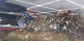 Pigeons Nesting Under Solar Panels in Wokingham Pigeons Nesting Under Solar Panels in Wokingham