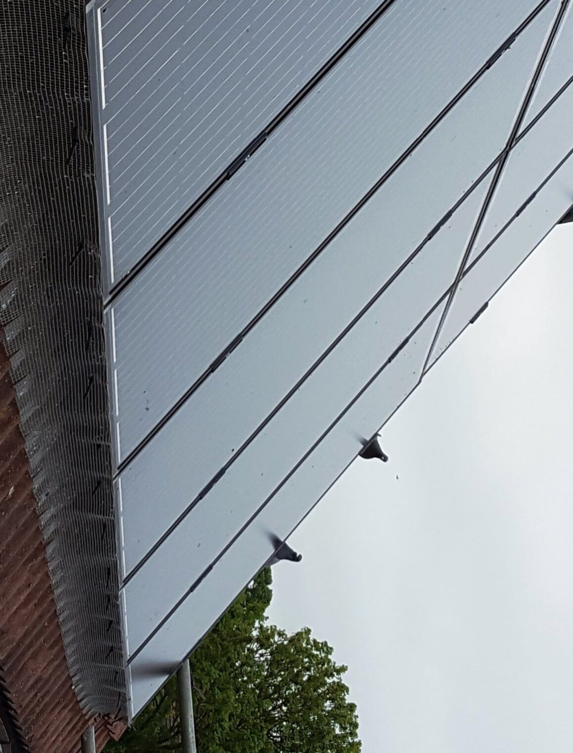 Pigeons blocked out of solar panels Pigeons blocked out of solar panels