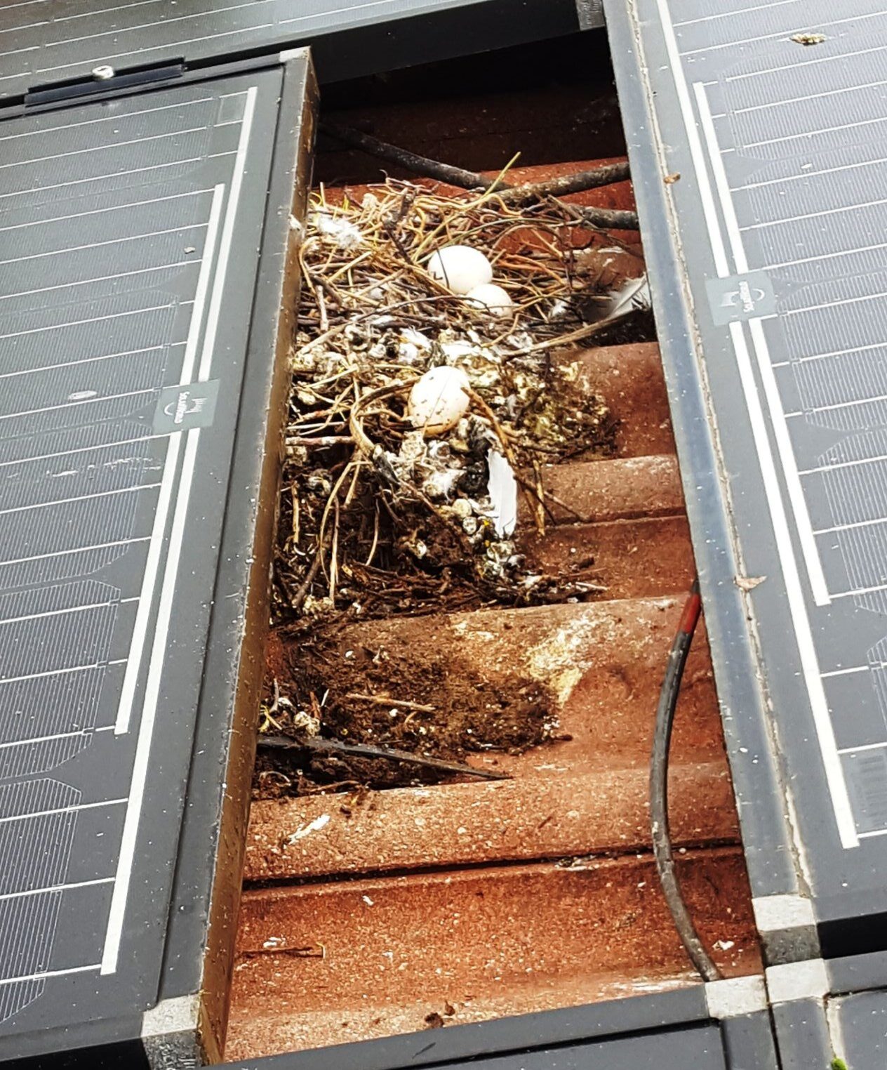 Pigeons nest under solar panels Pigeons nest under solar panels
