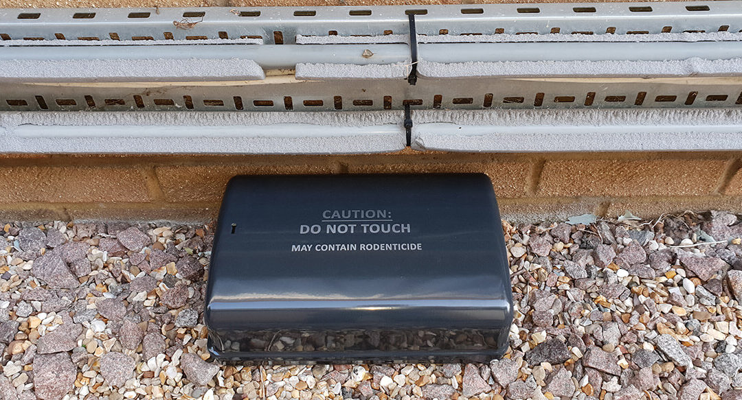 Common Mistakes Most Rat Pest Control Companies Make