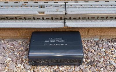 Common Mistakes Most Rat Pest Control Companies Make