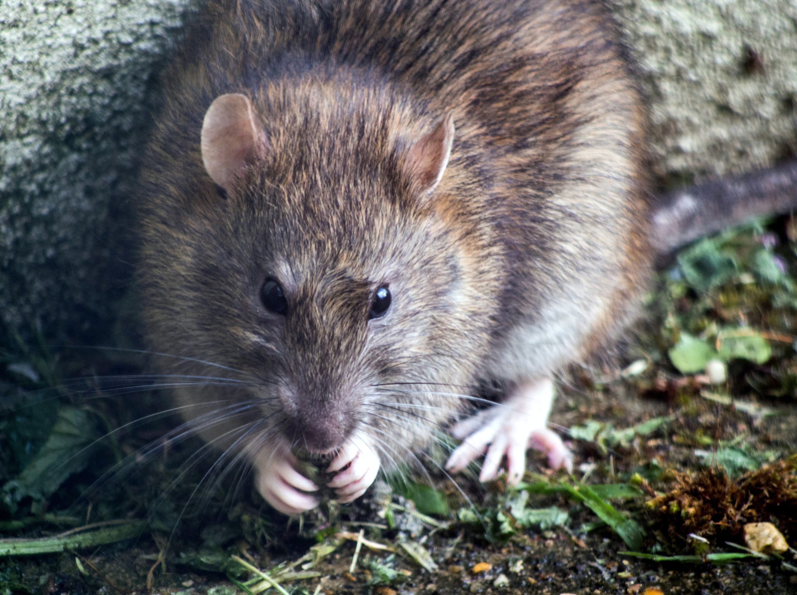 Rat Removal Do’s & Don’ts