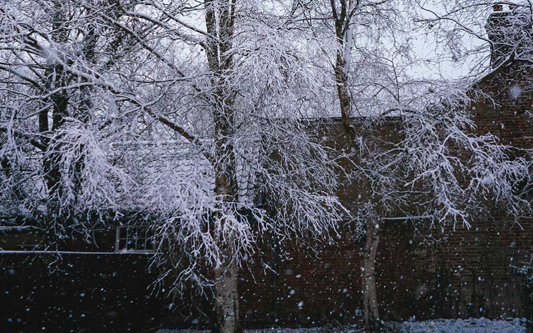 Rats coming in with the Cold!