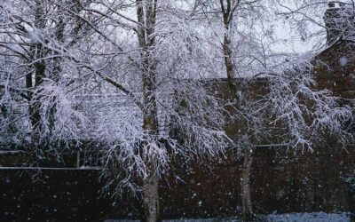 Rats coming in with the Cold!