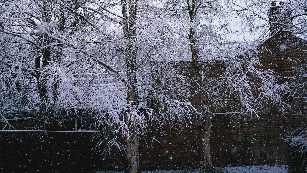 Rats-coming-in-with-the-Cold Rats-coming-in-with-the-Cold