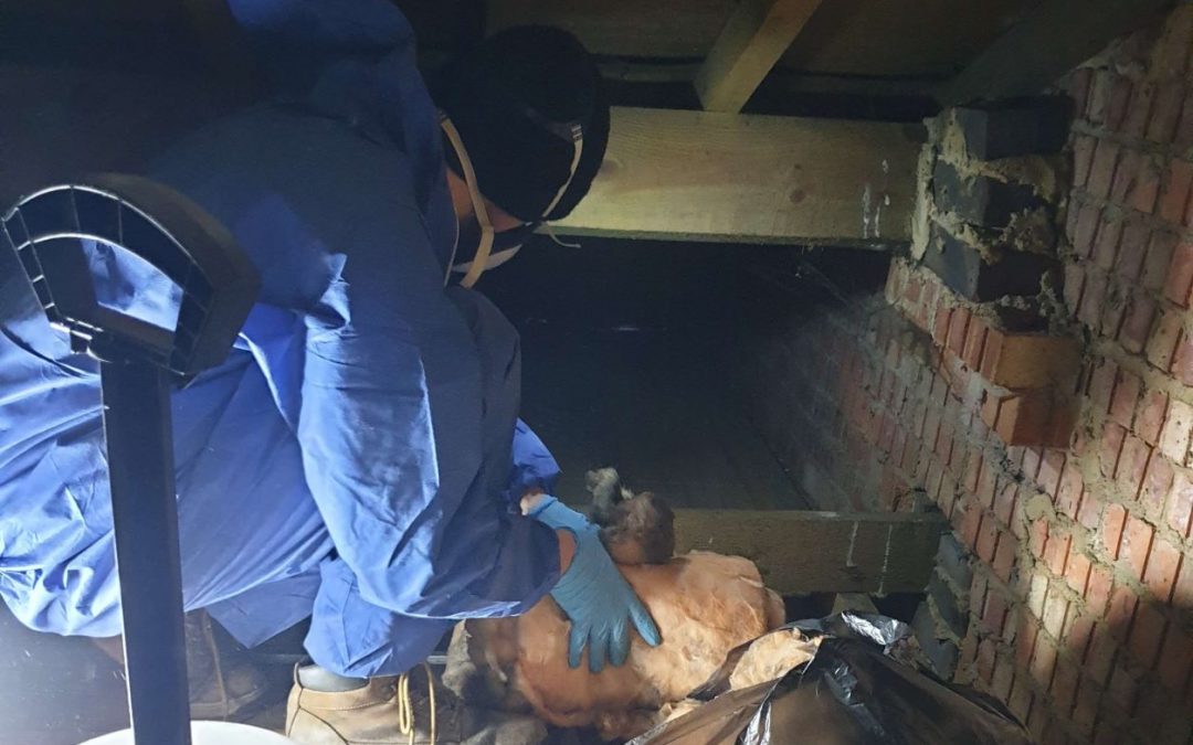 Rats in the Porch Roof