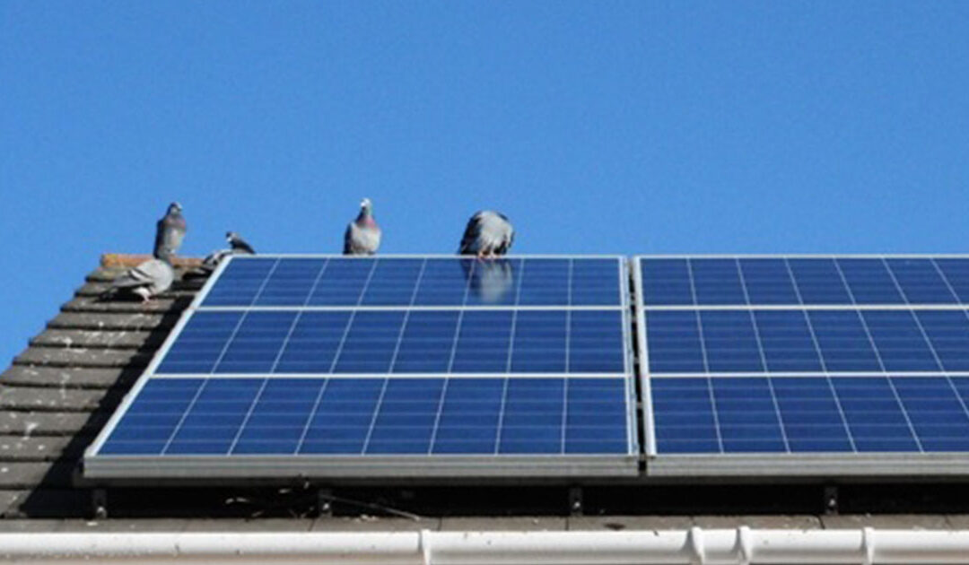 Solar Panel Pigeon Problems
