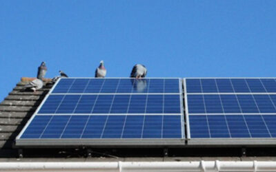 Solar Panel Pigeon Problems