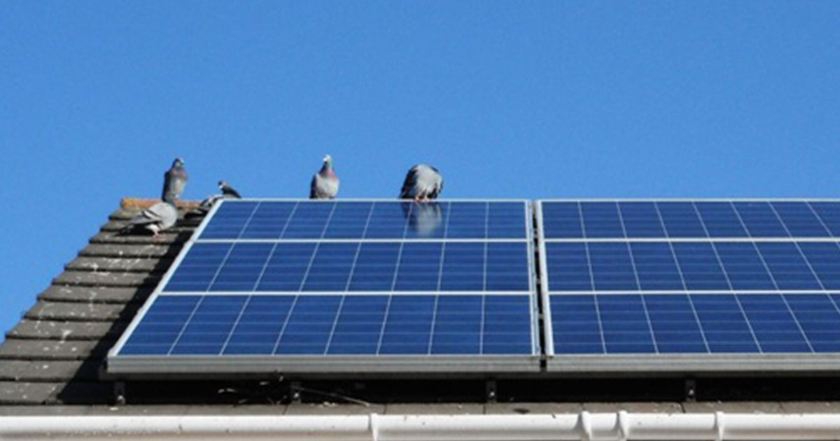 Solar-Panel-Pigeon-Problems Solar-Panel-Pigeon-Problems