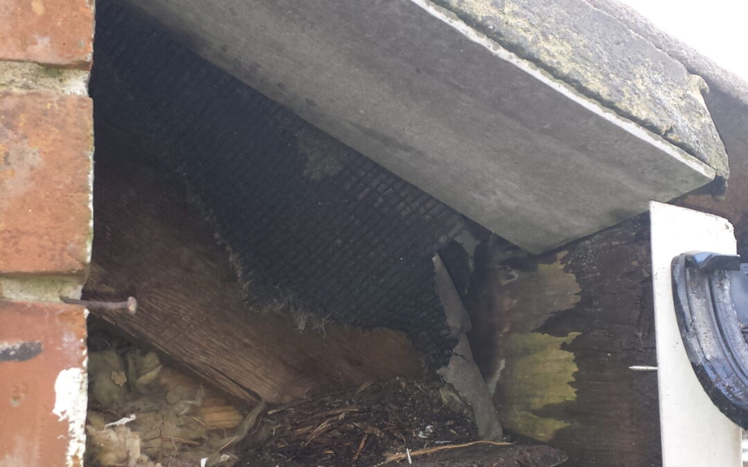 Humane Squirrel Removal