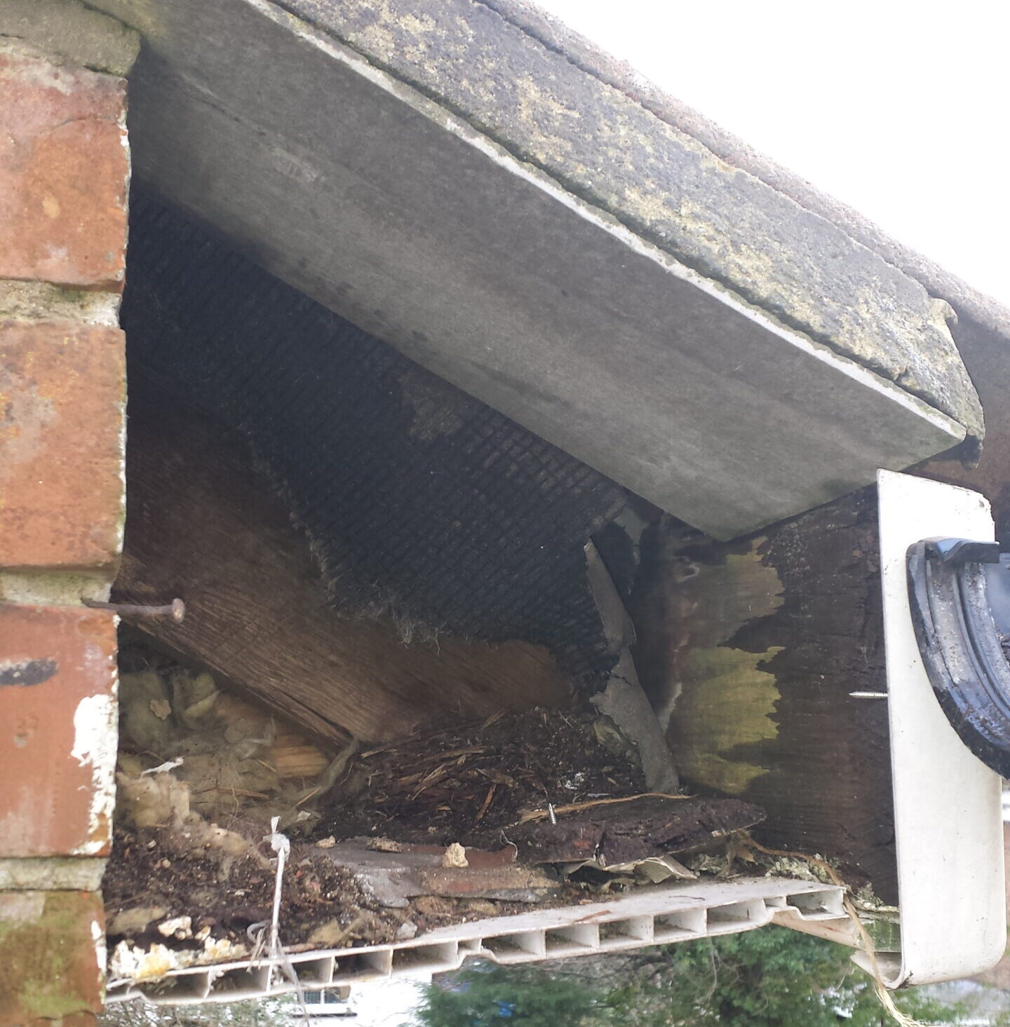 Squirrel Pest Control