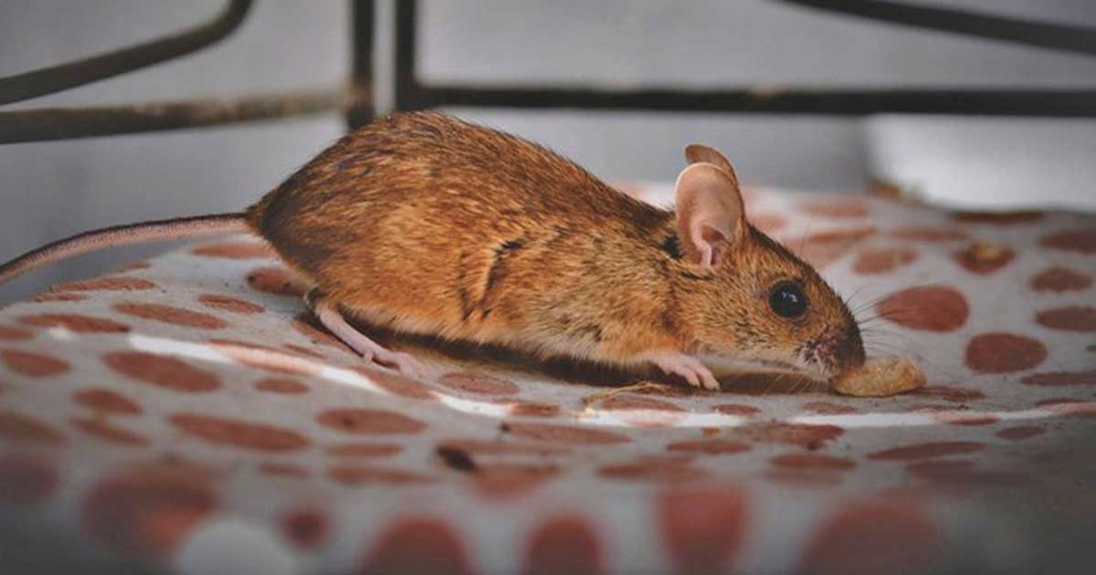 Squirrel,-Rat-&-Mice-Proofing-Guide Squirrel,-Rat-&-Mice-Proofing-Guide