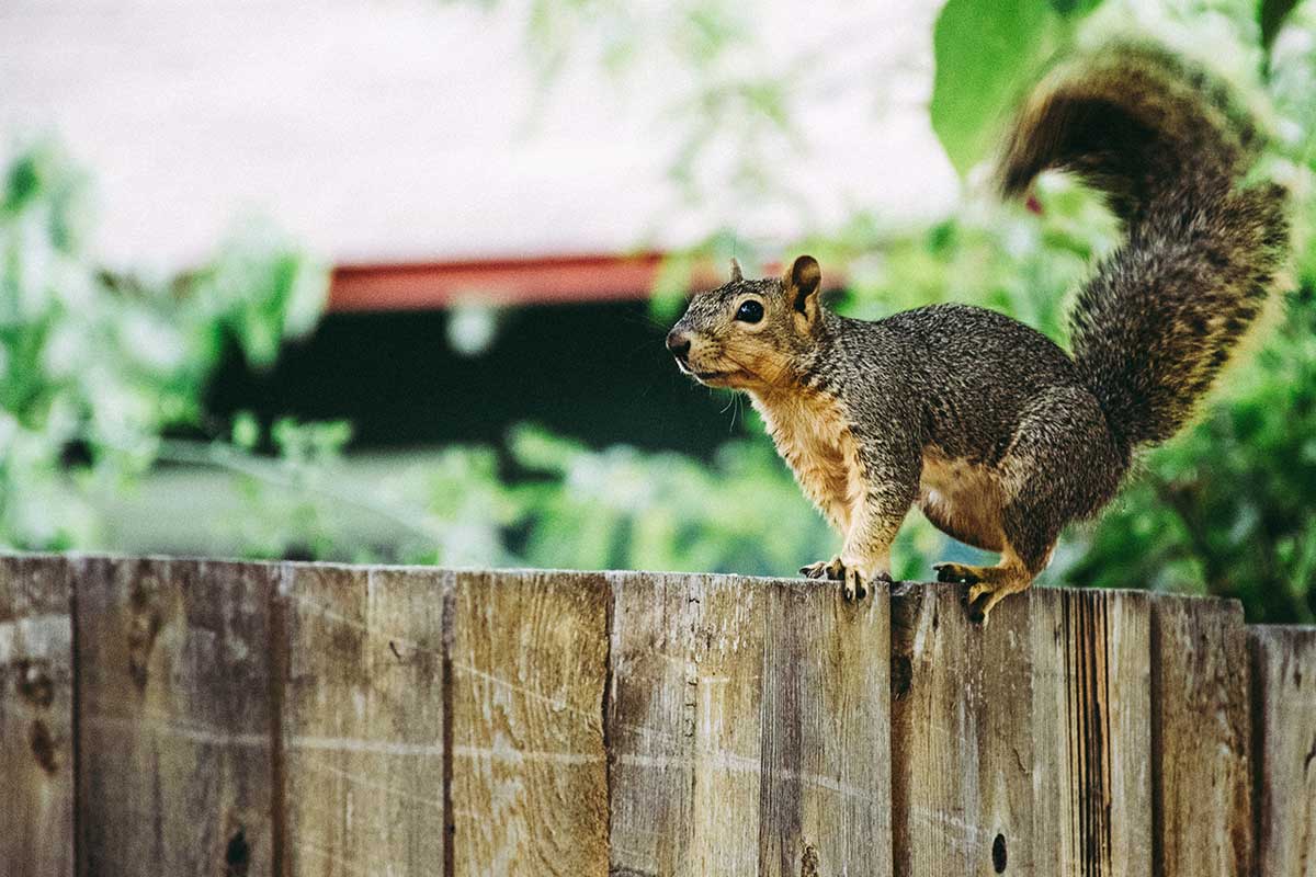 Squirrel-Removal-Advice-For-Bedford-Residents Squirrel-Removal-Advice-For-Bedford-Residents