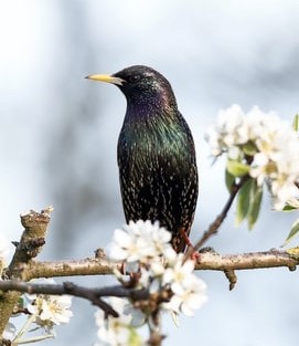 Starling Starling