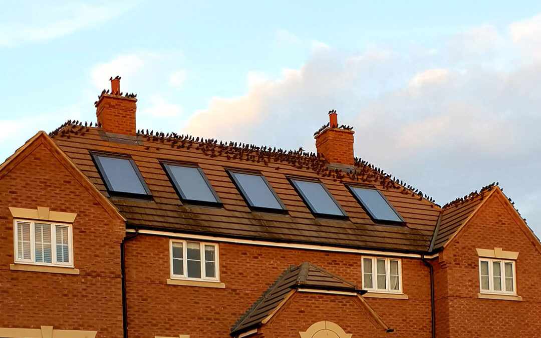 PestWatch May – Starlings & May Bugs