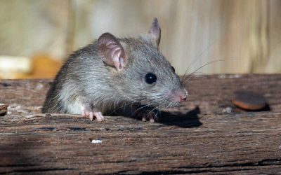 Top Tips On Rat Proofing A Loft
