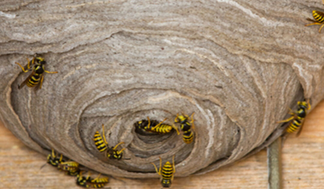 Wasp Nest? Leave it to the Professionals