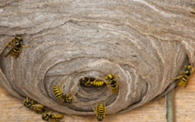 Wasp Nest? Leave it to the Professionals