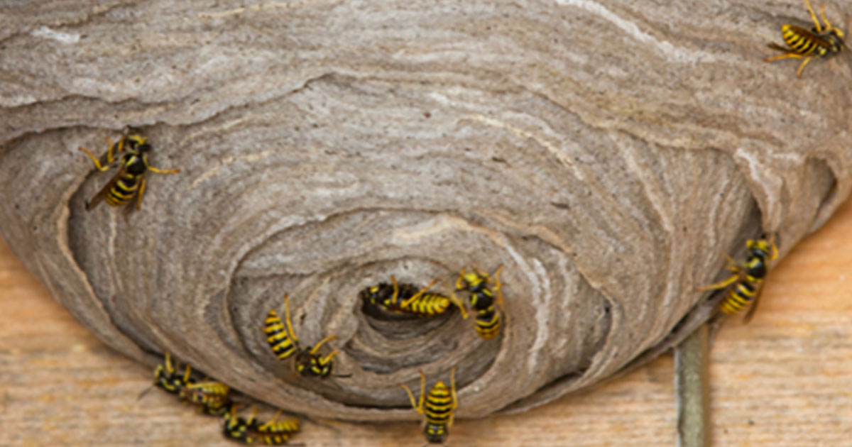Wasp-Nest-Leave-it-to-the-Professionals Wasp-Nest-Leave-it-to-the-Professionals