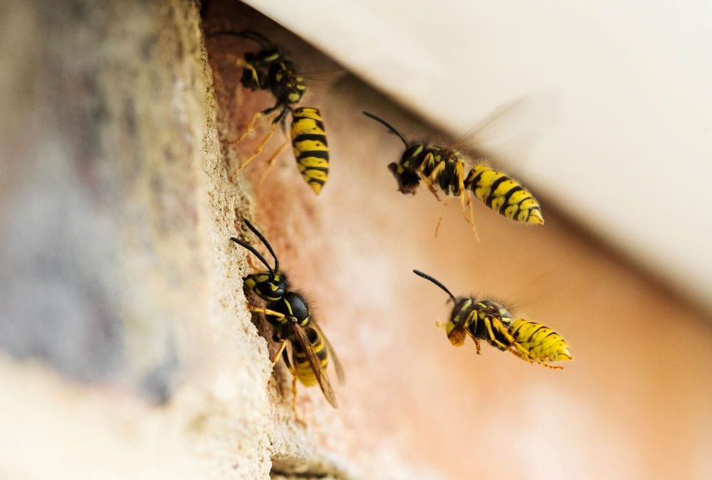 PestWatch August – Wasp Identification Guide