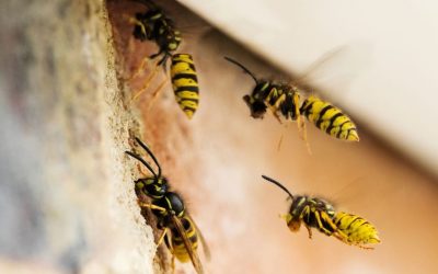 PestWatch August – Wasp Identification Guide