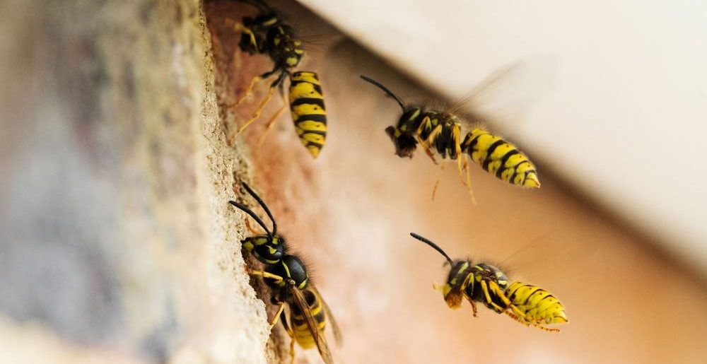 Wasps Nest Removal