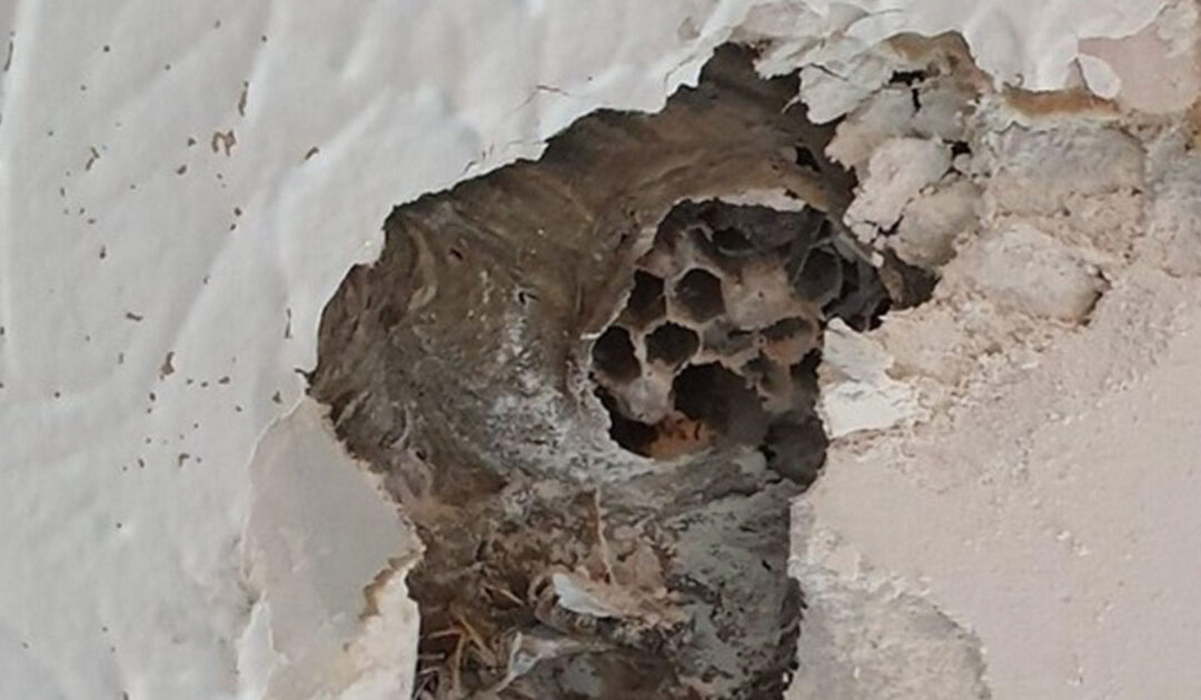 Wasps in November? Yes, Really!