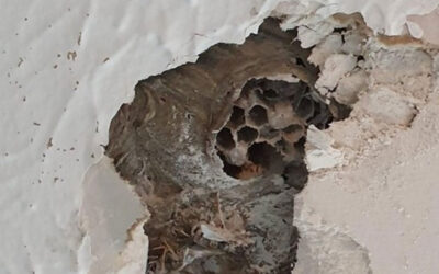 Wasps in November? Yes, Really!