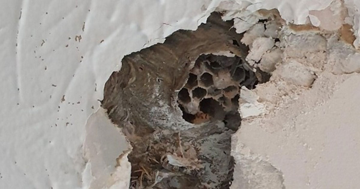 Wasps-in-November Wasps-in-November