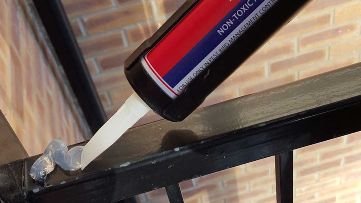 When-its-too-hot-to-handle-for-pigeons When-its-too-hot-to-handle-for-pigeons