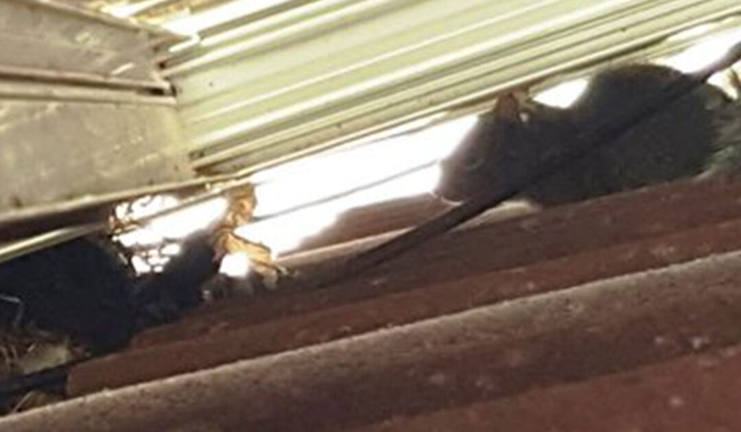 Why Squirrels Don’t Need a Dentist