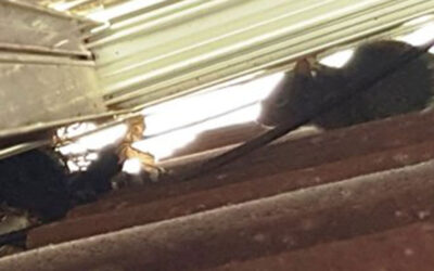 Why Squirrels Don’t Need a Dentist