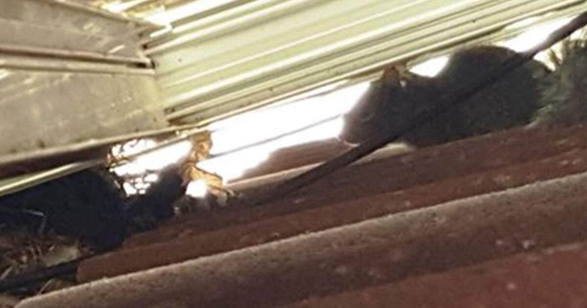 Why-Squirrels-Don’t-Need-a-Dentist Why-Squirrels-Don't-Need-a-Dentist