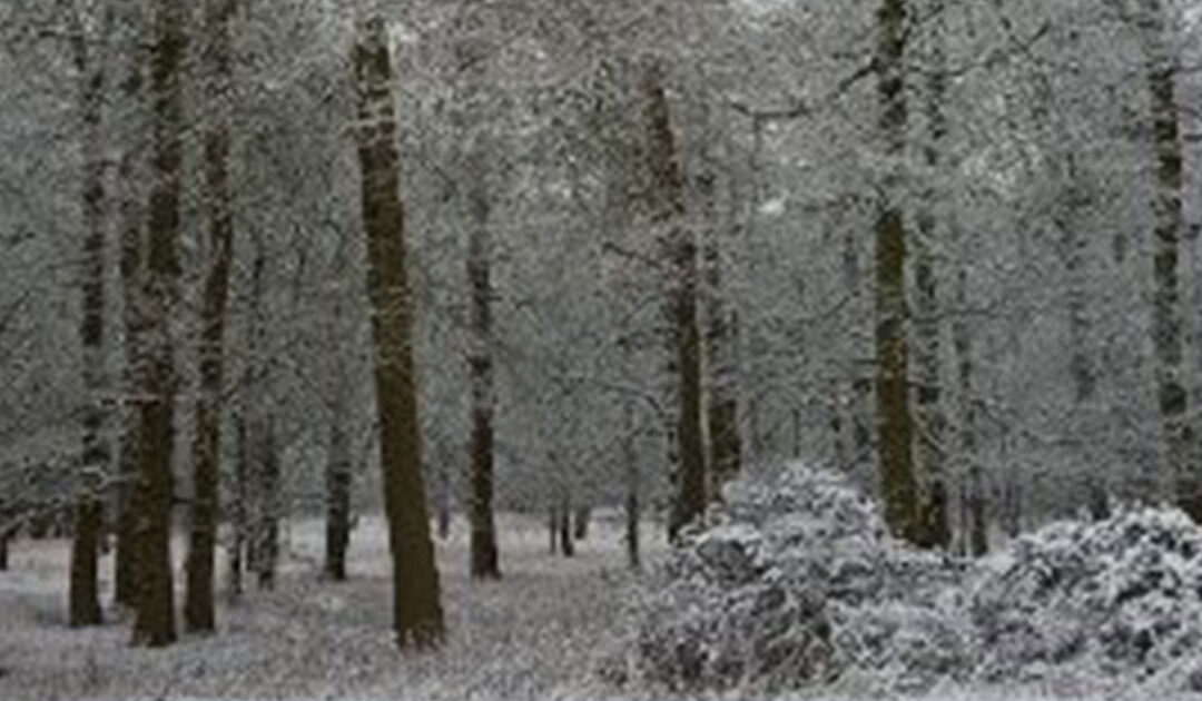 Winter Pest Control – Rats